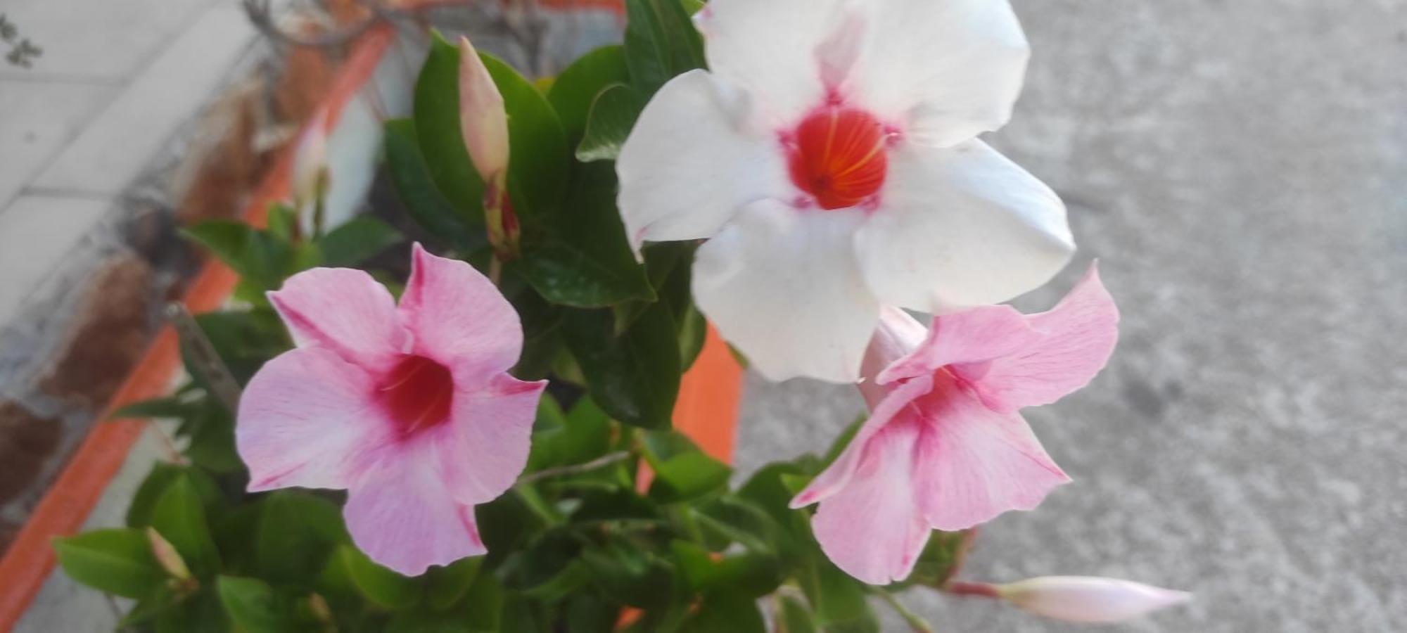 Villaggio Albergo Cervo ซัปโปเนตา ภายนอก รูปภาพ