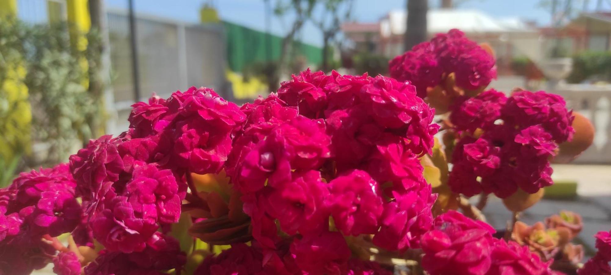 Villaggio Albergo Cervo ซัปโปเนตา ภายนอก รูปภาพ